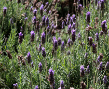 Rota da Lavanda