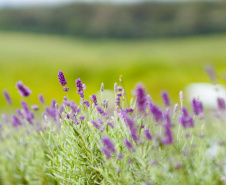 Rota da Lavanda