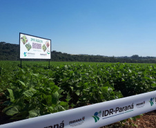Lançamento do Feijão IPR Águia, em Ponta Grossa