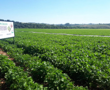 Lançamento do Feijão IPR Águia, em Ponta Grossa