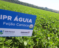 Lançamento do Feijão IPR Águia, em Ponta Grossa