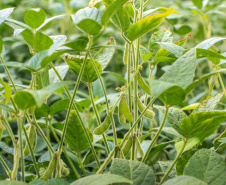 IDR-Paraná lança aplicativos para a agropecuária na ExpoLondrina