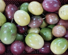 IDR-Paraná incentiva produção de frutas orgânicas em Arapongas