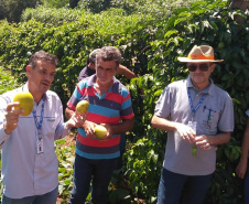IDR-Paraná incentiva produção de frutas orgânicas em Arapongas