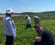 Melhoramento genético de feijões garante maior produtividade nas lavouras paranaenses