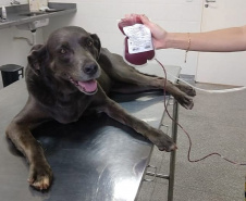 Com iniciativas do Estado, doação de sangue canina salva vidas e previne o agravamento de doenças