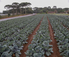 São José dos Pinhais, 