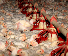 Saber onde estão os animais, particularmente as aves, para agir de forma rápida e eficaz é importante sobretudo neste momento em que o País e o Estado, em particular, estão sob risco de gripe aviária em granjas comerciais.