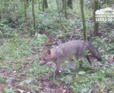 Estudo registra populações de grandes mamíferos em áreas da Copel na Serra do Mar