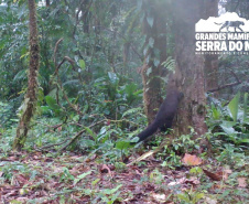 Estudo registra populações de grandes mamíferos em áreas da Copel na Serra do Mar