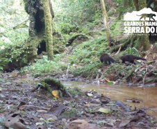 Estudo registra populações de grandes mamíferos em áreas da Copel na Serra do Mar