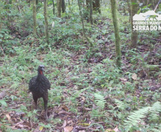 Estudo registra populações de grandes mamíferos em áreas da Copel na Serra do Mar