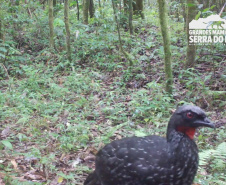 Estudo registra populações de grandes mamíferos em áreas da Copel na Serra do Mar