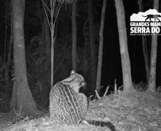 Estudo registra populações de grandes mamíferos em áreas da Copel na Serra do Mar