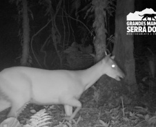 Estudo registra populações de grandes mamíferos em áreas da Copel na Serra do Mar