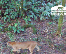 Estudo registra populações de grandes mamíferos em áreas da Copel na Serra do Mar