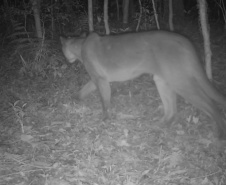 Estudo registra populações de grandes mamíferos em áreas da Copel na Serra do Mar