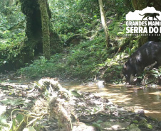 Estudo registra populações de grandes mamíferos em áreas da Copel na Serra do Mar