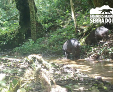 Estudo registra populações de grandes mamíferos em áreas da Copel na Serra do Mar