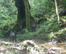 Estudo registra populações de grandes mamíferos em áreas da Copel na Serra do Mar