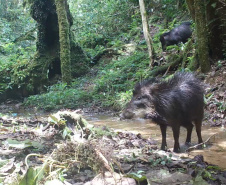 Estudo registra populações de grandes mamíferos em áreas da Copel na Serra do Mar