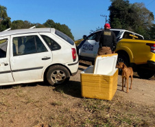 Polícia Militar apreende mais de 700 quilos de drogas em ocorrências distintas