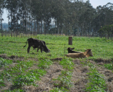 Publicação do IDR-Paraná analisa integração mandioca-pecuária no Arenito Caiuá