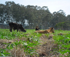 Publicação do IDR-Paraná analisa integração mandioca-pecuária no Arenito Caiuá