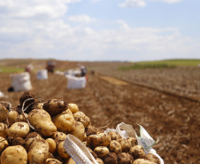 batata