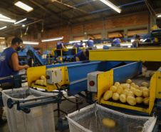 batata
