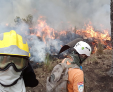 Brigadistas Voluntários
