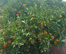 Incidência de Greening