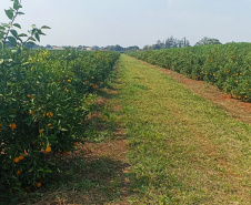 Incidência de Greening