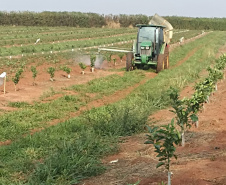 Incidência de Greening