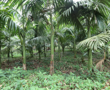  Paraná lidera a produção nacional de lenha e produtos alimentícios da silvicultura