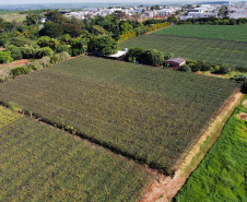 Com reconhecimento nacional, Marialva reforça vocação como maior produtora de uvas do Paraná