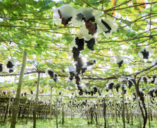 Com reconhecimento nacional, Marialva reforça vocação como maior produtora de uvas do Paraná