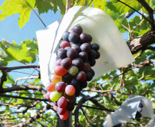 Com reconhecimento nacional, Marialva reforça vocação como maior produtora de uvas do Paraná