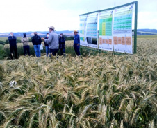 IDR-Paraná mostra viabilidade do cultivo de cereais de inverno em Ponta Grossa