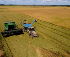  	Previsão de safras da Secretaria da Agricultura avalia impacto das chuvas nas lavouras 