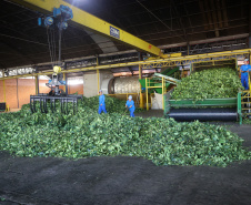 Tradicional erva-mate de São Mateus do Sul se reinventa e ganha novos mercados