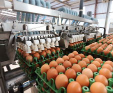 Boletim agropecuário destaca recuo dos preços dos ovos e produtividade alta da cana-de-açúcar