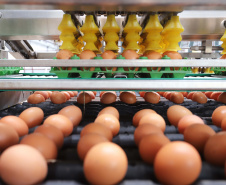 Boletim agropecuário destaca recuo dos preços dos ovos e produtividade alta da cana-de-açúcar