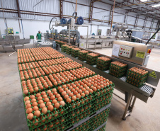 Boletim agropecuário destaca recuo dos preços dos ovos e produtividade alta da cana-de-açúcar