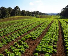 Paraná se torna referência nacional em atividades econômicas de baixo risco ambiental