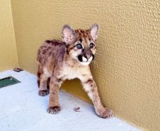 IAT GRANDES FELINOS