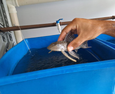 IAT SOLTTURA PEIXES