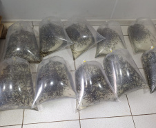 IAT SOLTTURA PEIXES