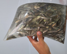 IAT SOLTTURA PEIXES