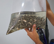 IAT SOLTTURA PEIXES